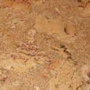 Lambriu-pluta-Tenerife-Natural.jpg