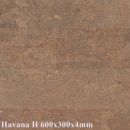 Pardosea-de-pluta-Havana-H.jpg